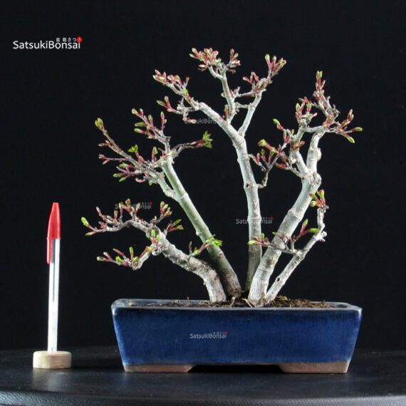 Acero palmato Shishigashira - immagine 5