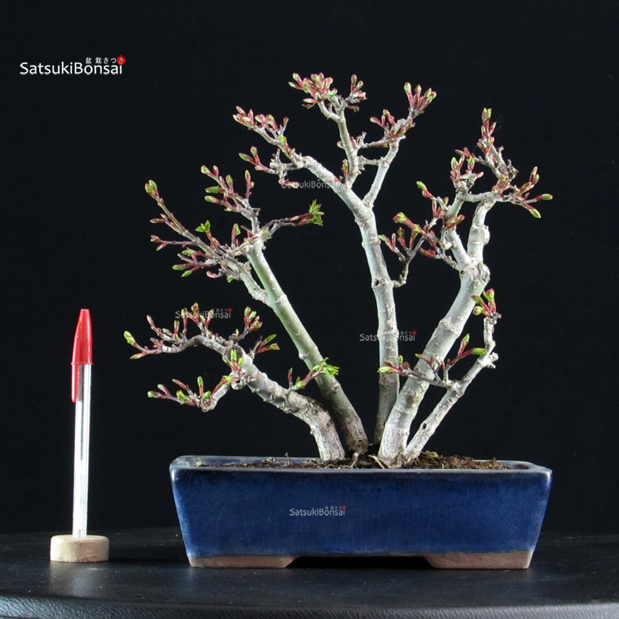 5889_1-Acer-palmatum-Shishigashira Acero palmato Shishigashira - immagine 1