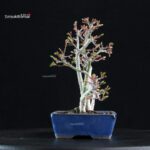 Acero palmato Shishigashira - immagine 2