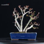 Acero palmato Shishigashira - immagine 3