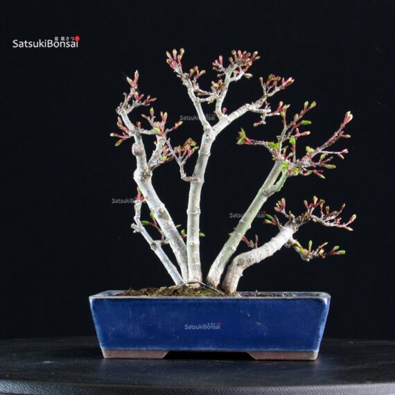 Acero palmato Shishigashira - immagine 3