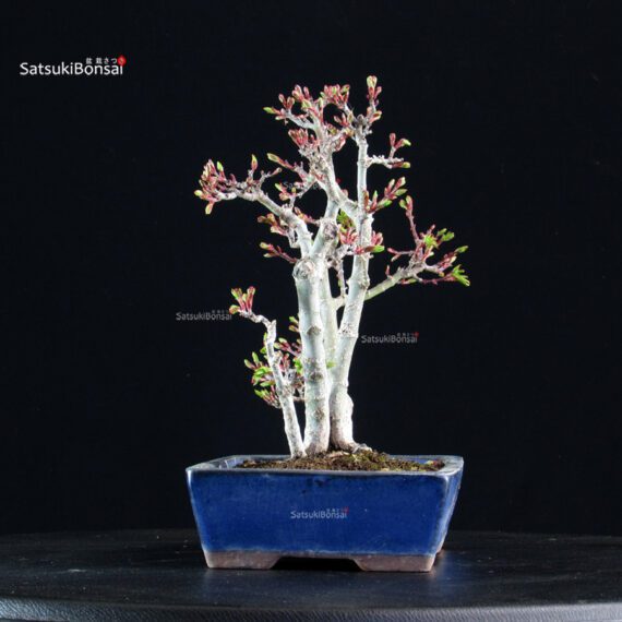 Acero palmato Shishigashira - immagine 4