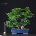 Acero palmato Shishigashira
