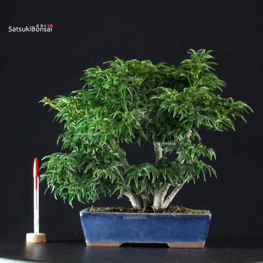 5889_6-Acer-palmatum-shishigashira Acero palmato Shishigashira - immagine 1