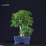 Acero palmato Shishigashira - immagine 2