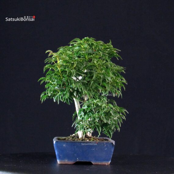 Acero palmato Shishigashira - immagine 2