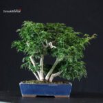 Acero palmato Shishigashira - immagine 3