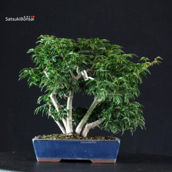 Acero palmato Shishigashira - immagine 3
