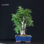 Acero palmato Shishigashira - immagine 4