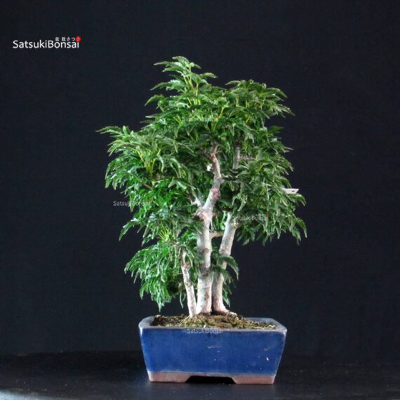 Acero palmato Shishigashira - immagine 4
