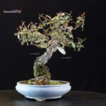 Eleagnus - Gumi - immagine 2