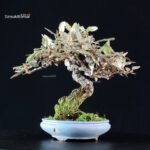 Eleagnus pungens - Gumi - immagine 3