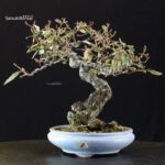 Eleagnus - Gumi - immagine 3