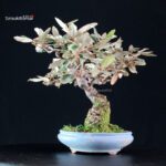 Eleagnus pungens - Gumi - immagine 4
