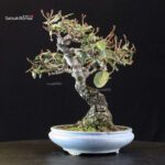 Eleagnus - Gumi - immagine 4