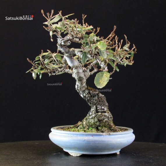 Eleagnus - Gumi - immagine 4