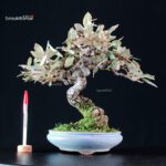 Eleagnus pungens - Gumi