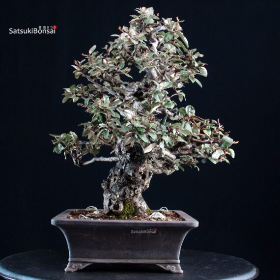 Eleagnus - Gumi - immagine 2