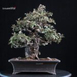 Eleagnus - Gumi - immagine 3