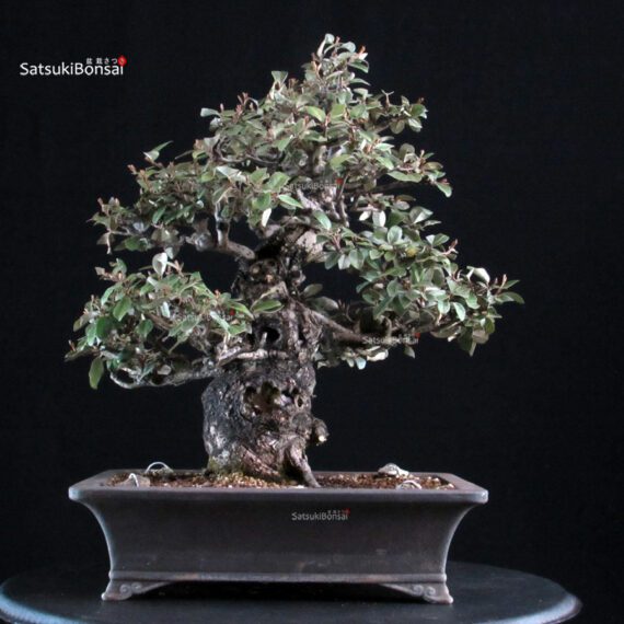 Eleagnus - Gumi - immagine 3