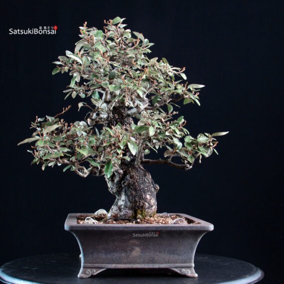 Eleagnus - Gumi - immagine 4