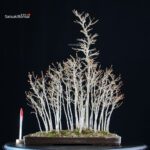 Acer Buergerianum bosco - Kaede