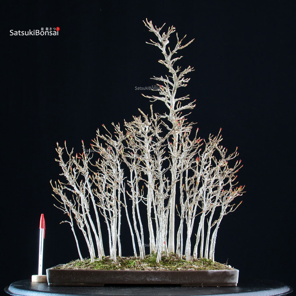 5892_1-Acer-buergerianum-kaede Acer Buergerianum bosco - Kaede - immagine 1