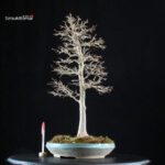 Acer Buergerianum - Kaede