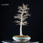 Acer Buergerianum - Kaede - immagine 2