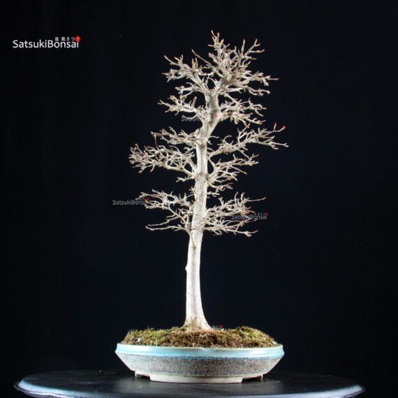 Acer Buergerianum - Kaede - immagine 2
