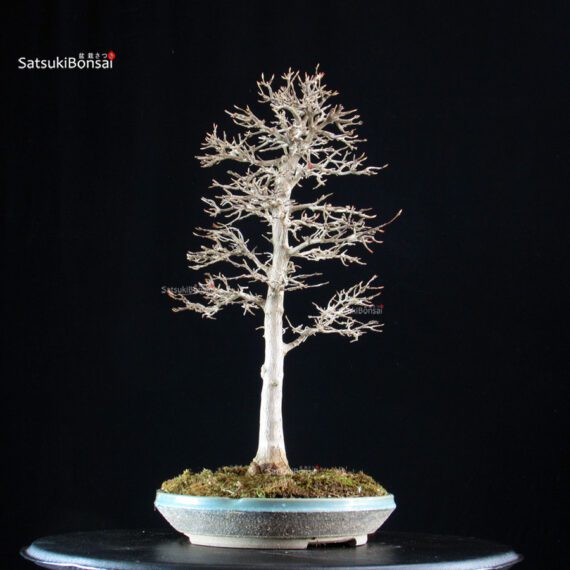 Acer Buergerianum - Kaede - immagine 4