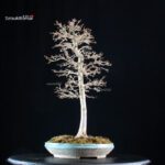 Acer Buergerianum - Kaede - immagine 3