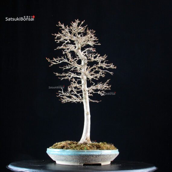 Acer Buergerianum - Kaede - immagine 3
