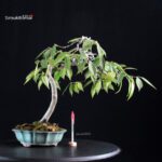 Camellia Japonica Wabisuke