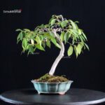 Camellia Japonica Wabisuke - immagine 2