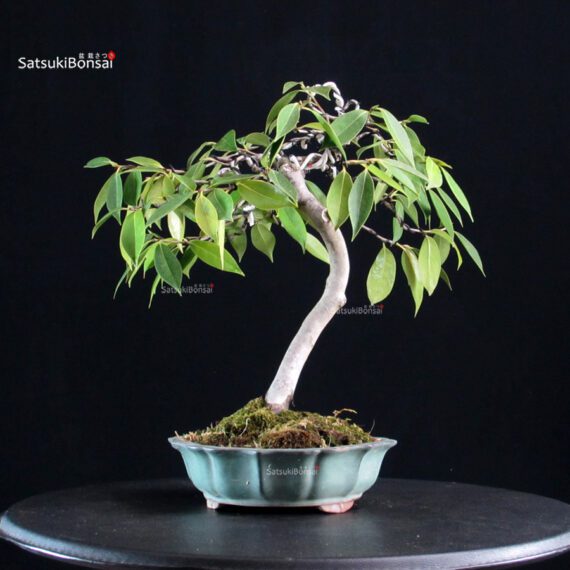 Camellia Japonica Wabisuke - immagine 2