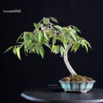 Camellia Japonica Wabisuke - immagine 3