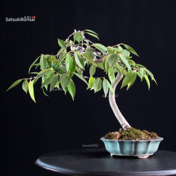 Camellia Japonica Wabisuke - immagine 3