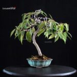 Camellia Japonica Wabisuke - immagine 4