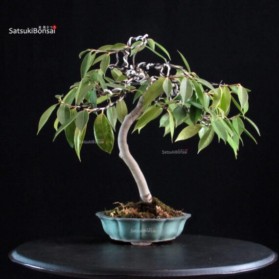 Camellia Japonica Wabisuke - immagine 4