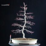 Acero palmato Deshojo