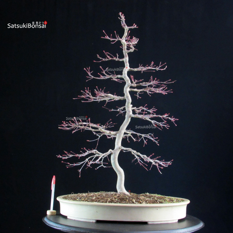 5896_1-Acer-palmatum-Deshojo Acero palmato Deshojo - immagine 1