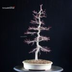 Acero palmato Deshojo - immagine 3