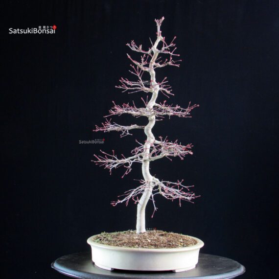 Acero palmato Deshojo - immagine 3