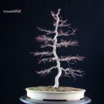 Acero palmato Deshojo - immagine 4