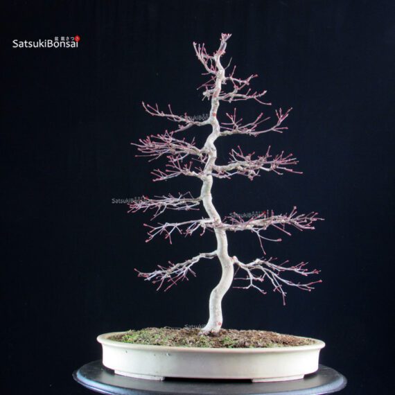 Acero palmato Deshojo - immagine 4