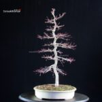 Acero palmato Deshojo - immagine 5