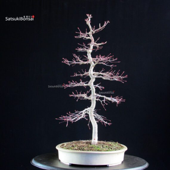 Acero palmato Deshojo - immagine 5