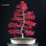 Acero palmato Deshojo