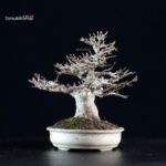 Acer Buergerianum - Kaede - immagine 2